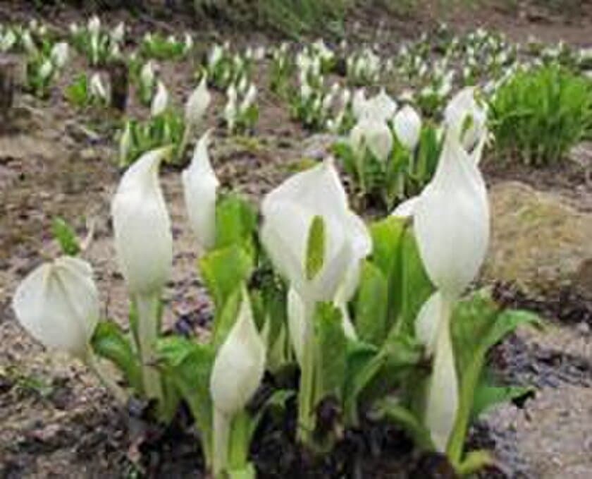 六甲高山植物園　花とお酒を楽しむ
ミズバショウまつり　3月31日(土)より開催！