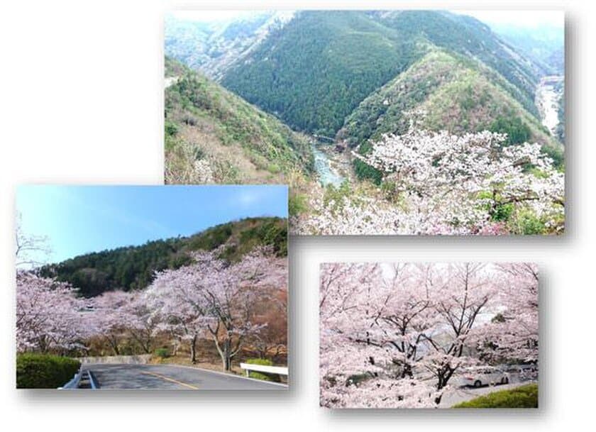 京都のドライブは桜満開の「嵐山-高雄パークウエイ」へ
お花見BBQも楽しめます！