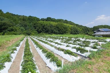 ヤマトトウキ栽培