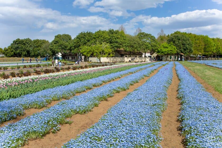 茨城・こもれび森のイバライドで春の花畑が5月頃まで見頃　
30万本以上のネモフィラとチューリップが美しく咲き誇る