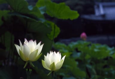 蓮が咲く三室戸寺