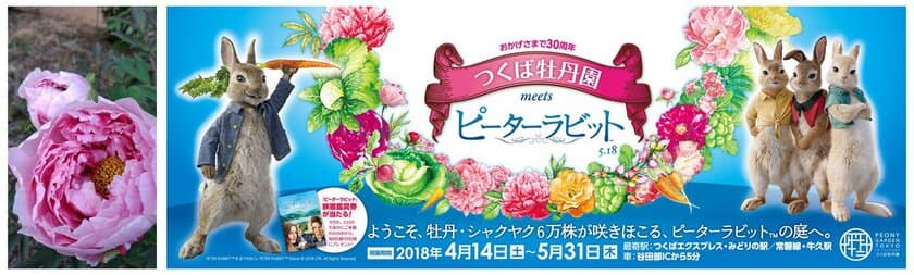 国内最大級の牡丹園「つくば牡丹園」が30周年記念で、
映画『ピーターラビット(TM)』とコラボ。
ピーターの小屋やバニー・カチューシャなど、撮影スポット満載！