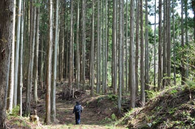 先々代が植えた「隠岐の島(島根県)の杉」でできている