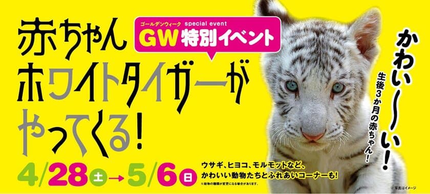 芝政ワールドに赤ちゃんホワイトタイガーがやってくる！
GWは営業時間を延長　5月4日・5日は花火も実施