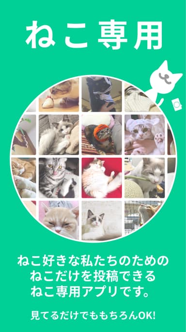 ねこすた1