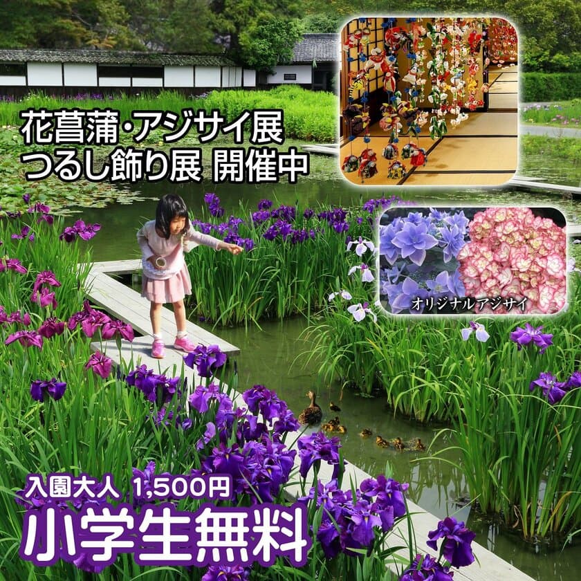 新品種アジサイが続々登場！静岡県掛川市の加茂荘花鳥園にて
「2018年花菖蒲・アジサイ展」を7月1日まで開催