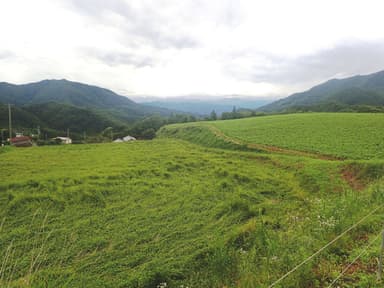 韃靼そばの実の栽培の様子（長野県筑北村）