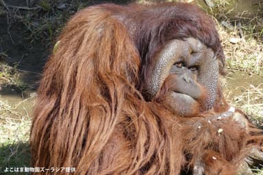 ボルネオオランウータン