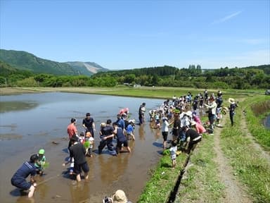 田植え体験の様子(1)