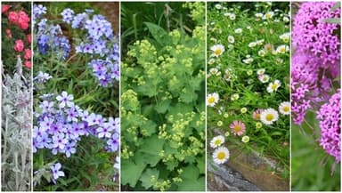 人気宿根草ショップおぎわら植物園による「オススメの宿根草」シリーズより