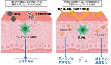 ランゲルハンス細胞