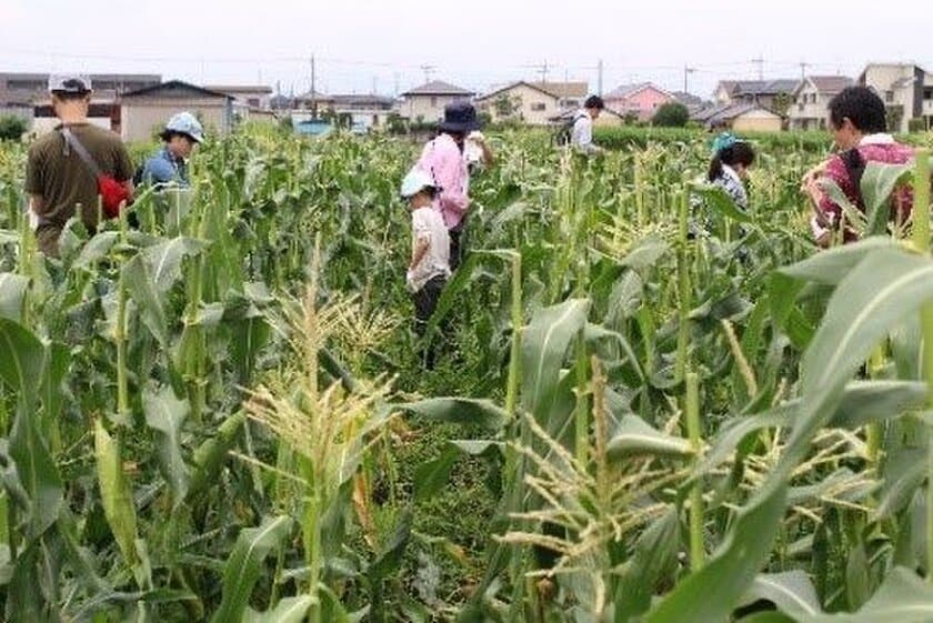 有機野菜の「ビオ・マルシェの宅配」、
埼玉県・瀬山農園で
「有機とうもろこし収穫体験イベント」を開催