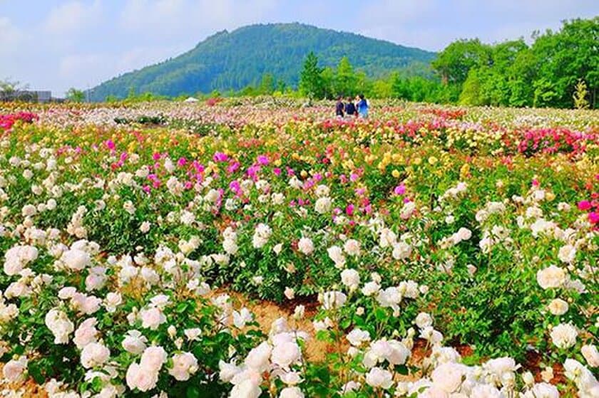 世羅高原農場『そらの花畑 世羅高原 花の森　Sera Dining in Rose Garden』にて、イングリッシュローズ×星空観賞会を開催