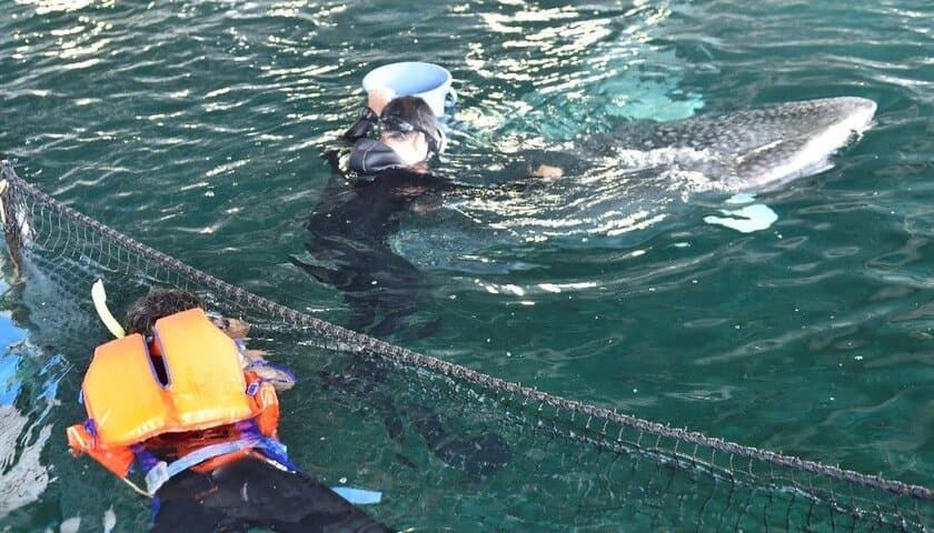 海遊館 おでかけスクール参加者募集