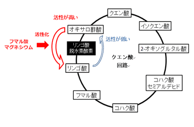 図2. ラン藻のクエン酸回路におけるリンゴ酸脱水素酵素（MDH）のはたらき