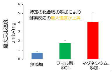 図4. フマル酸およびマグネシウム添加時のリンゴ酸脱水素酵素（MDH）の最大反応速度（Vmax）