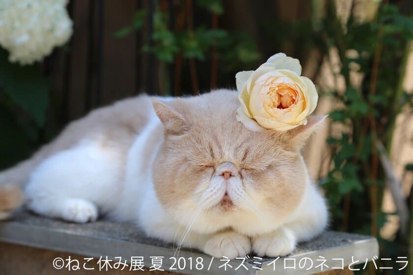 「ねこ休み展」3周年！過去最大規模で夏休みに開催決定　
合計300万フォロワーのスター猫集結＆先着3,333名に入場特典も