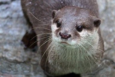 みのおキューズモールで体感！夏休みこども水族館