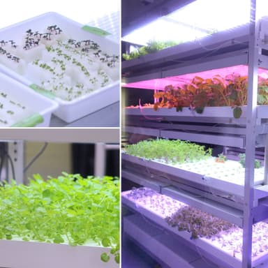 明治大学植物工場基盤技術研究センターの内部