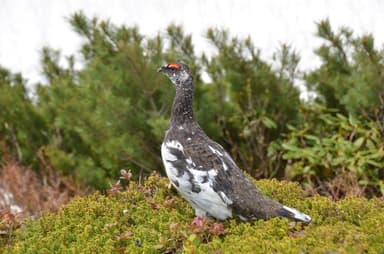 神の使い「雷鳥」 雄：トサカが赤い