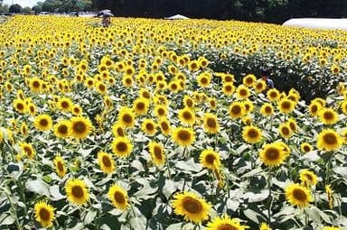 見晴らし台からの眺め