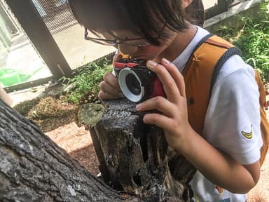 日本の国蝶オオムラサキにも大接近撮影