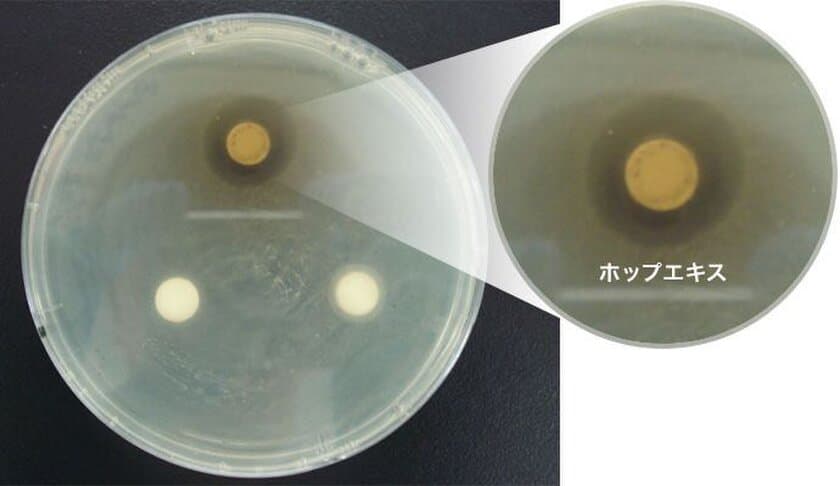 「ホップ」にのど炎症原因菌の殺菌効果！
のど飴のパイオニア企業「カンロ」が確認
