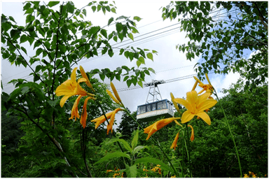 黒部平庭園に咲くゼンテイカ