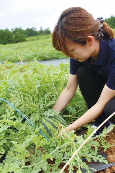 能登すいかの成育を確認