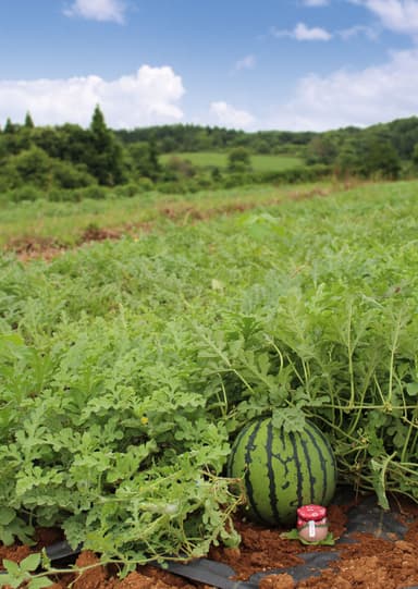 能登の赤土で育つ能登すいか