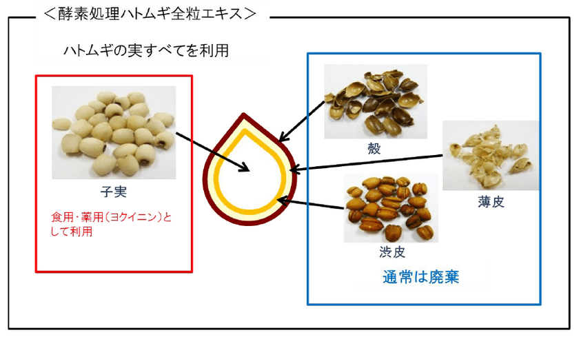 酵素処理ハトムギ全粒エキスの美肌・健康効果について、
シャルレ独自検証の結果を発表