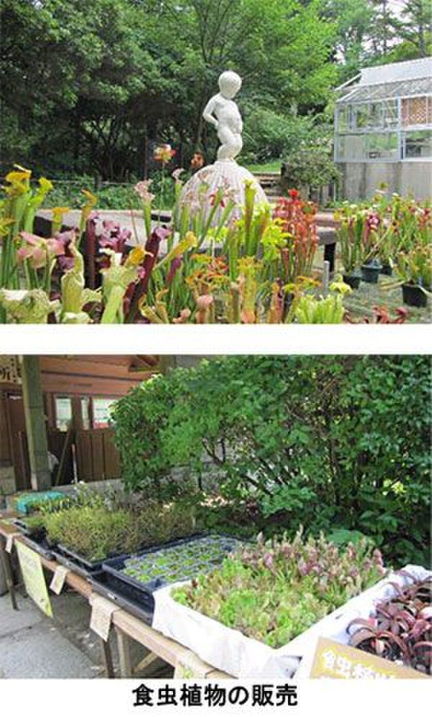 六甲高山植物園　開園85周年特別企画
「食虫植物のひみつ展」開催中！