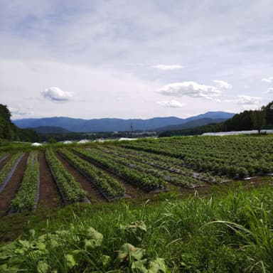 蓼科プランツの農園から見える景色