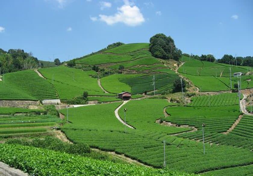 【日本最大級の品揃え】
宇治茶の主産地・京都和束町にて
12品種のシングルオリジン抹茶飲み比べ体験サービスを開始