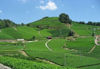 和束町・石寺の茶畑