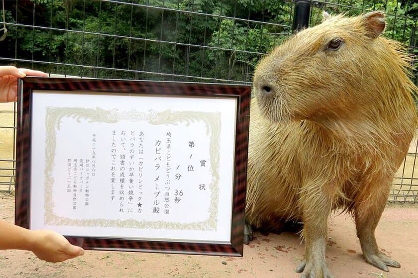 5園国コラボ対決！伊豆VS長崎VS埼玉VS那須VS石川
『カピリンピック★カピバラのすいか早食い競争』を8月4日に開催
～勝つのは、どのカピバラ！？～