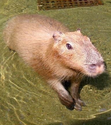 埼玉県こども動物自然公園