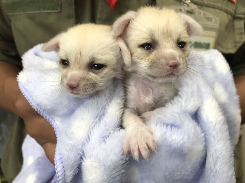 伊豆シャボテン動物公園、フェネックの双子の赤ちゃん
『ベガ』『アル』群れ入りに向けた“顔合わせ”訓練開始！
2018年10月末頃まで約4ヶ月間、毎日13時から実施予定