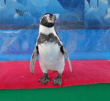 ペンギンと写真撮影　イメージ