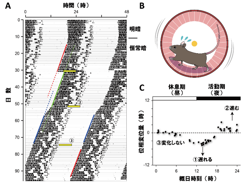 光による概日リズム調節が性周期によって変化することが明らかに
～女性は光の浴び方に注意～