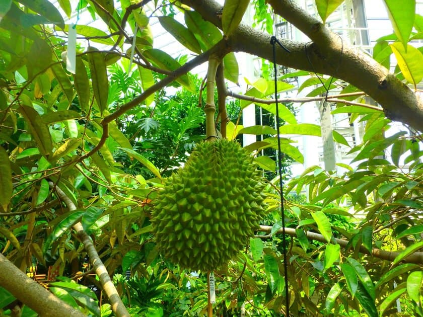 沖縄県で初！海洋博公園 熱帯ドリームセンターで
果実の王様「ドリアン」が初結実　果樹温室にて展示中