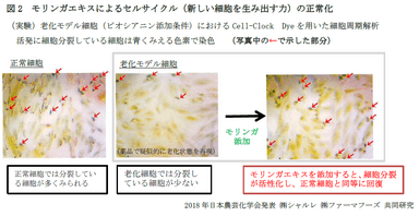 図2　モリンガエキスによるセルサイクル(新しい細胞を生み出す力)の正常化