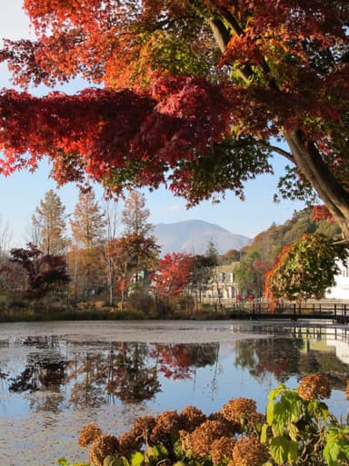 美しい紅葉、外周から浅間山を望む