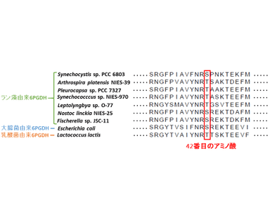 図1.細菌由来6PGDHのマルチプルアライメント(一部抜粋)