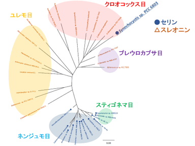 図2.　ラン藻由来6PGDHの分子系統樹