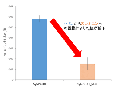 図3. Sy6PGDHとSy6PGDH_S42TのNADP+に対するKm値