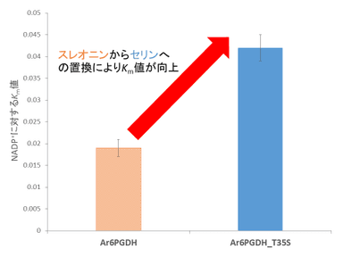 図4. Ar6PGDHとAr6PGDH_T35SのNADP+に対するKm値