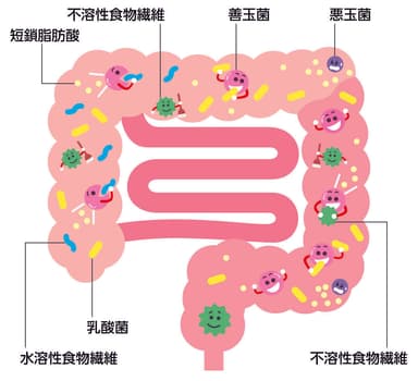 腸内のイメージ図