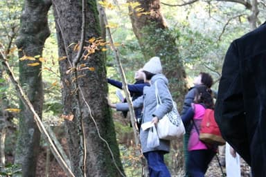 六所山。原生林でお手軽森林浴と山麓ランチ 3