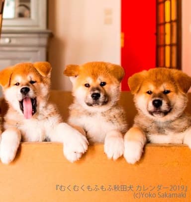 むくむくもふもふ 秋田犬 カレンダー 2019（5月写真のみ）